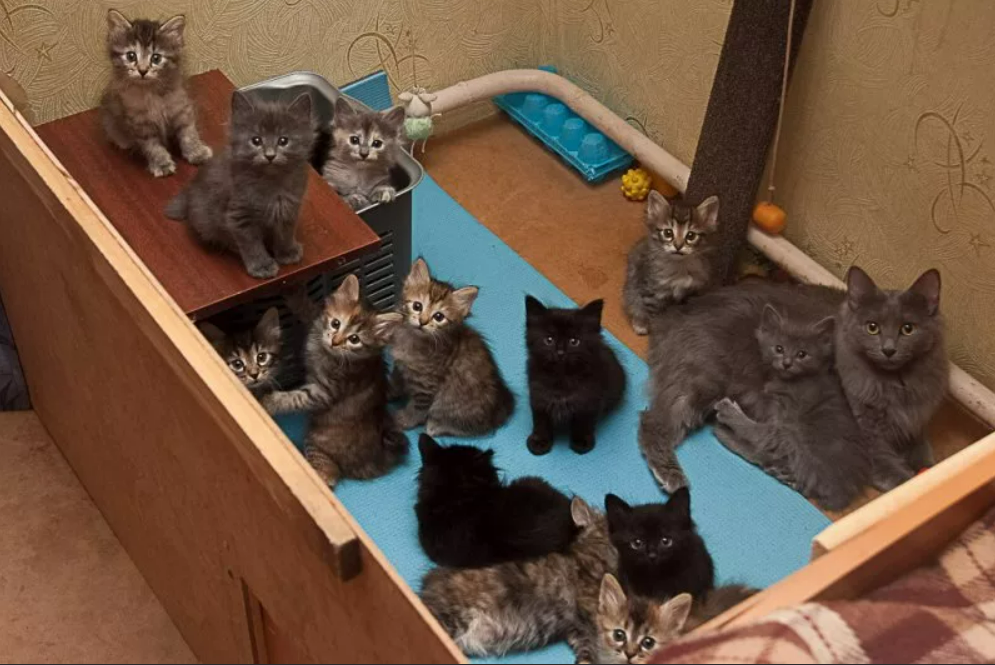 Домашние котята. Много котят. Домик для котенка. Котенок в квартире. Месяц котятам можно отдавать