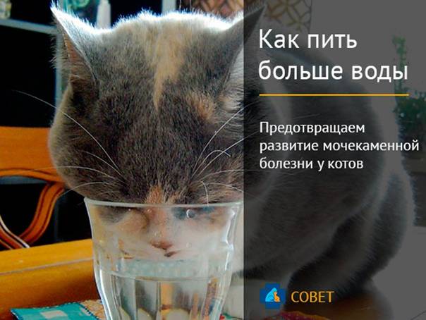 Почему кошка мало пьёт?