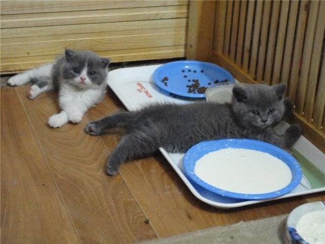 Питание котят из блюдца