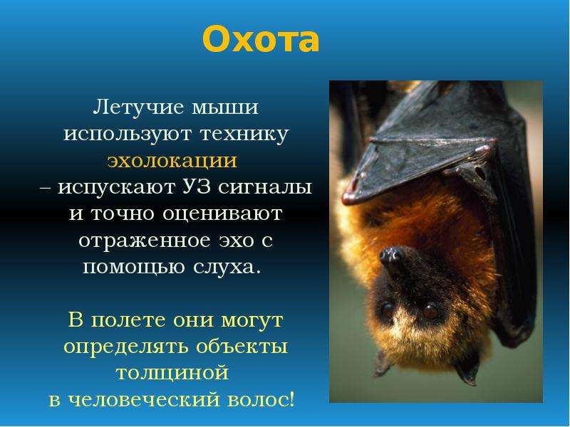 Характеристика летучих мышей, таксономия, морфология, поведение