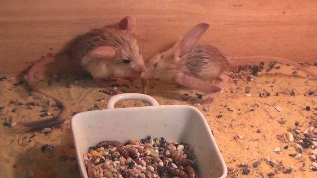 Тушканчики уход и содержание. тушканчики в домашних условиях