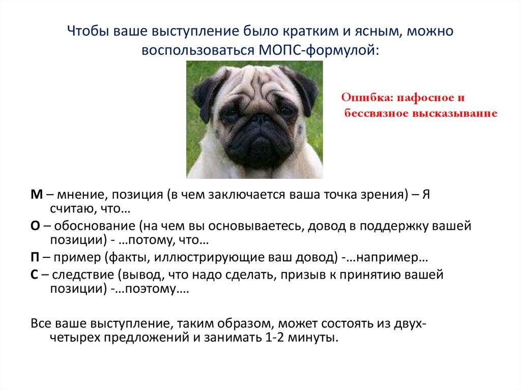 Мопс — фото собаки, описание породы, характер