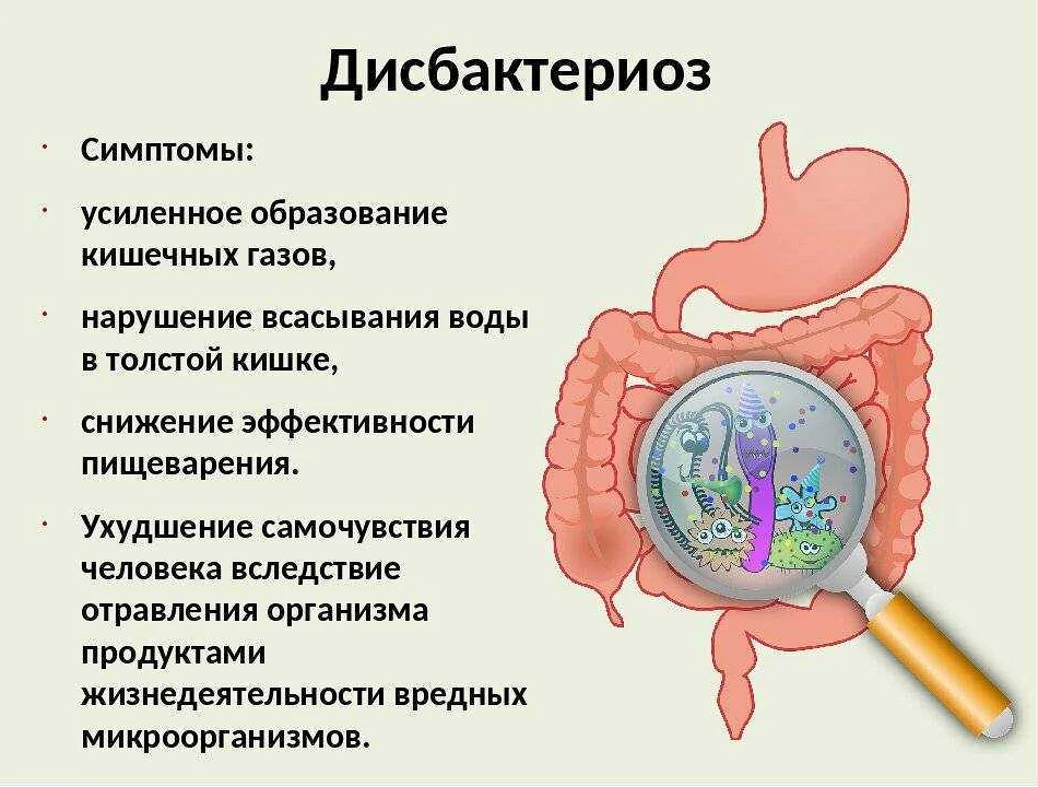 Дисбактериоз у кошек - причины, лечение и последствия | ваши питомцы