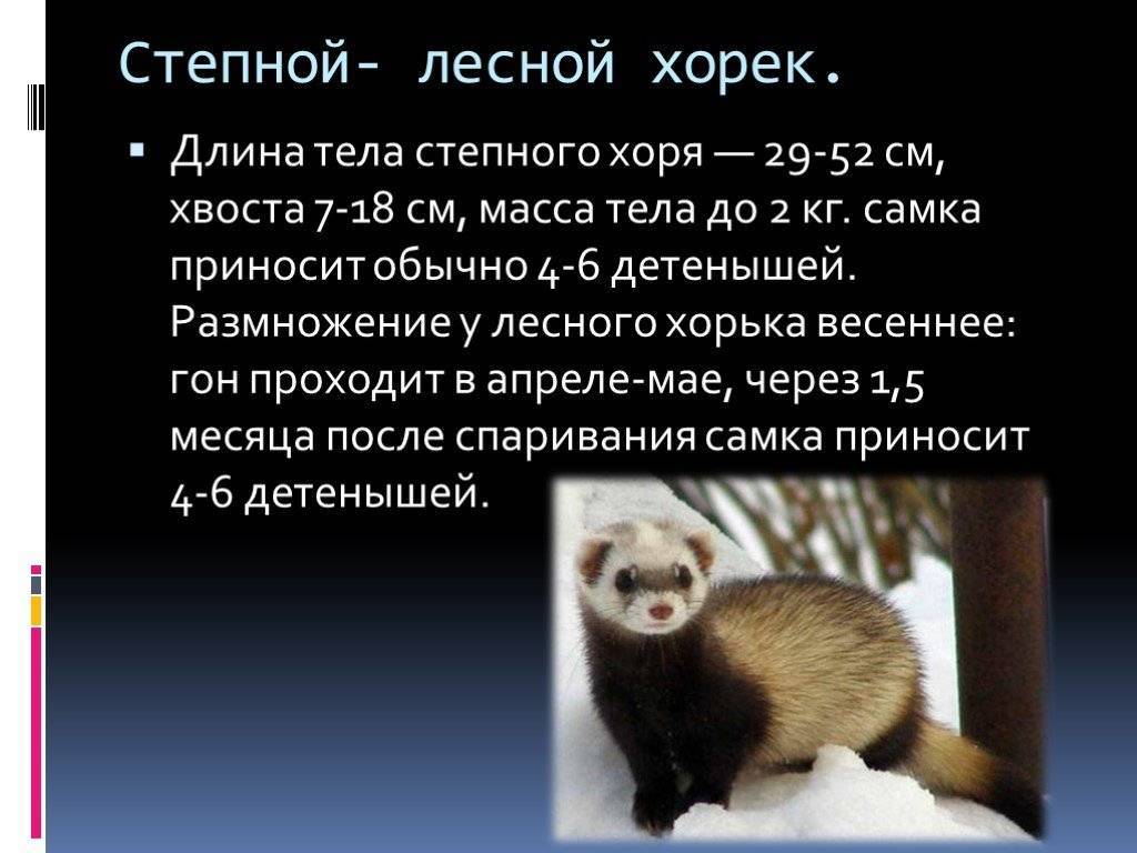 Степной хорек краткое описание - занесен ли он в красную книгу?