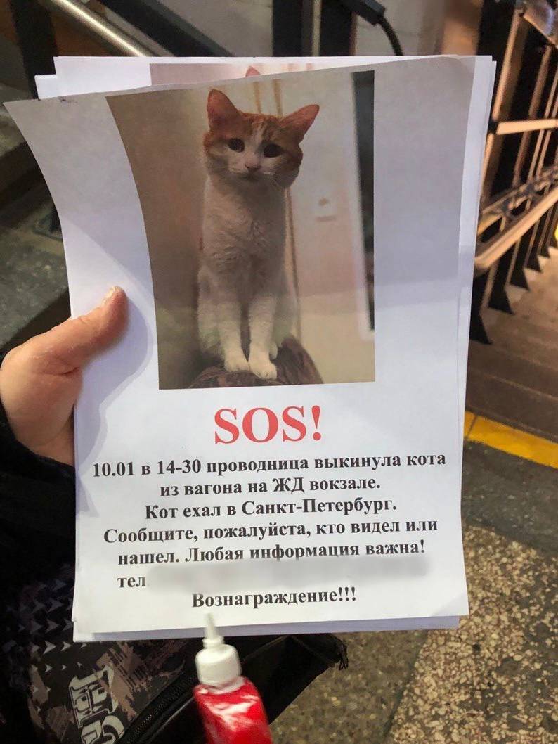 Сколько времени кот может удерживать мочу?