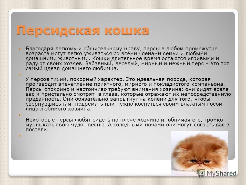 Персидская кошка: описание внешности и характера породы, уход за котом и его содержание, выбор котёнка, отзывы владельцев, фото перса