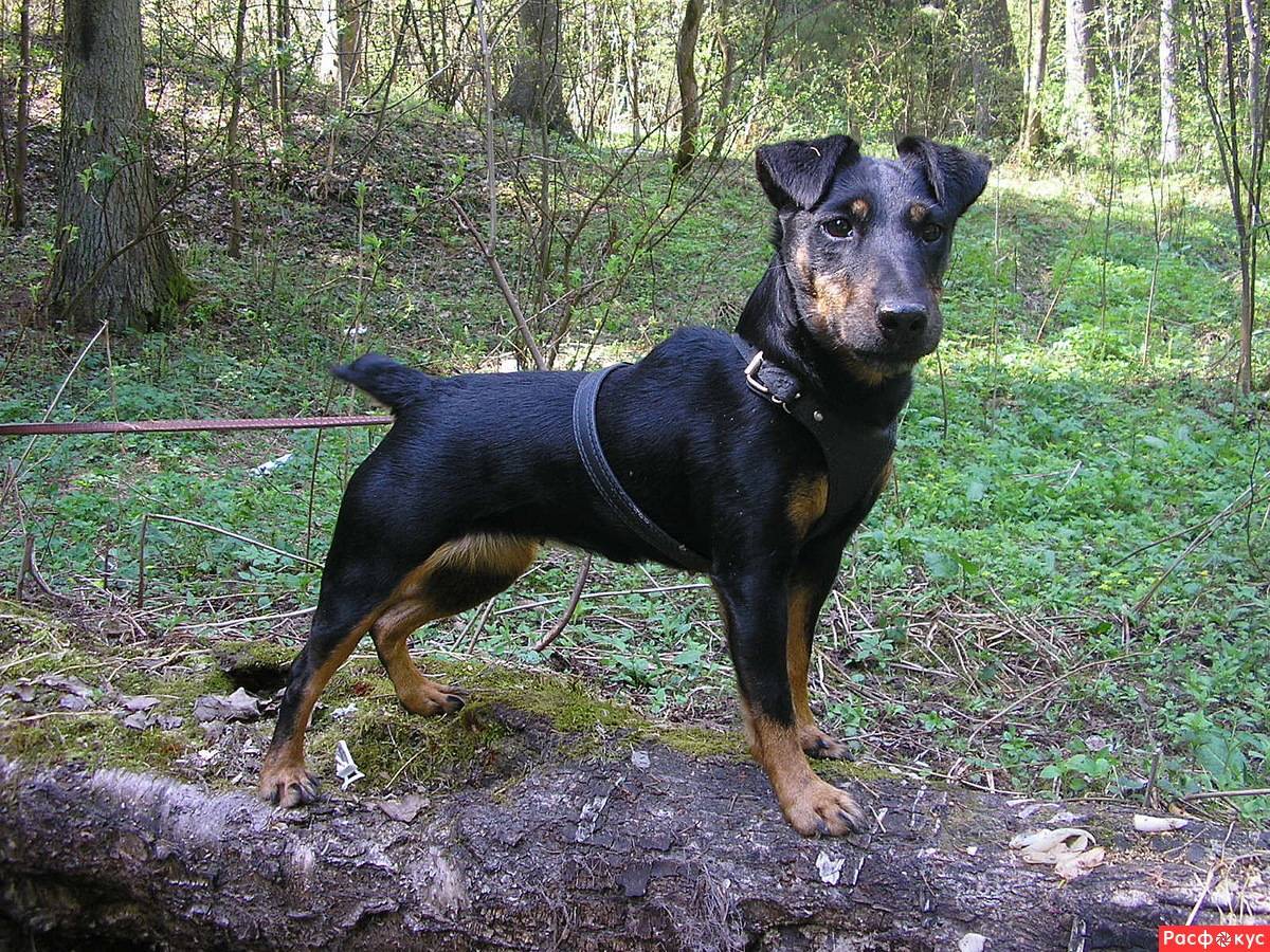 Ягдтерьер: фото немецкого охотничьего терьера и характеристика породы, описание собаки