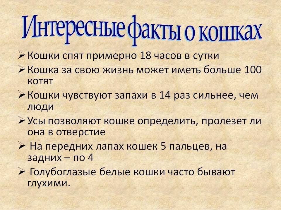 Интересные факты о кошках: поведение, способности, породы