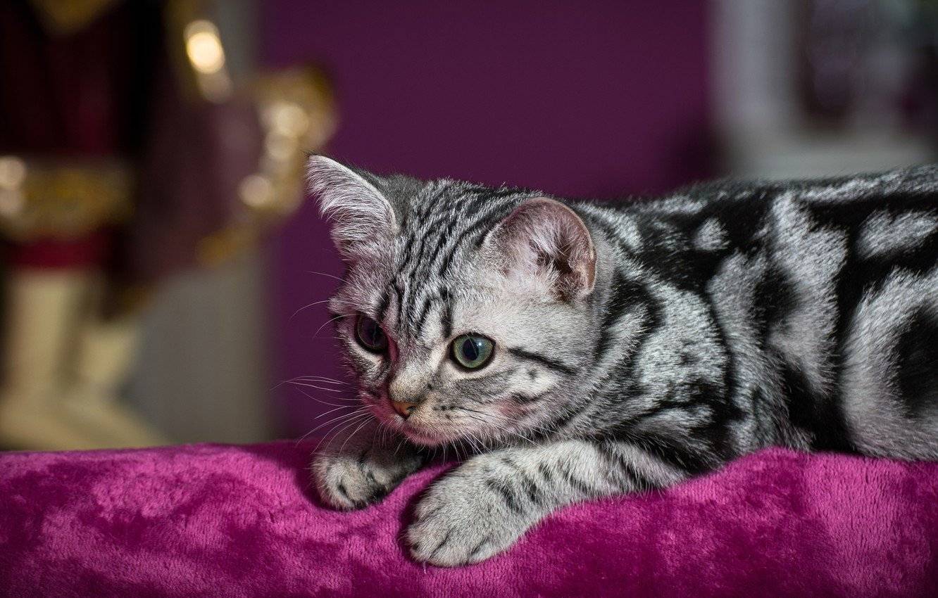 Окрас вискас шотландского вислоухого кота, как у котенка из рекламы