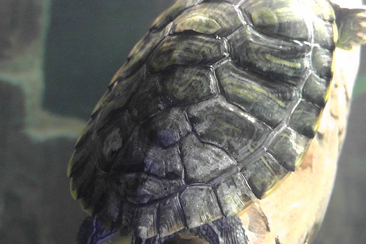 Почему у красноухой черепахи белеет панцирь?