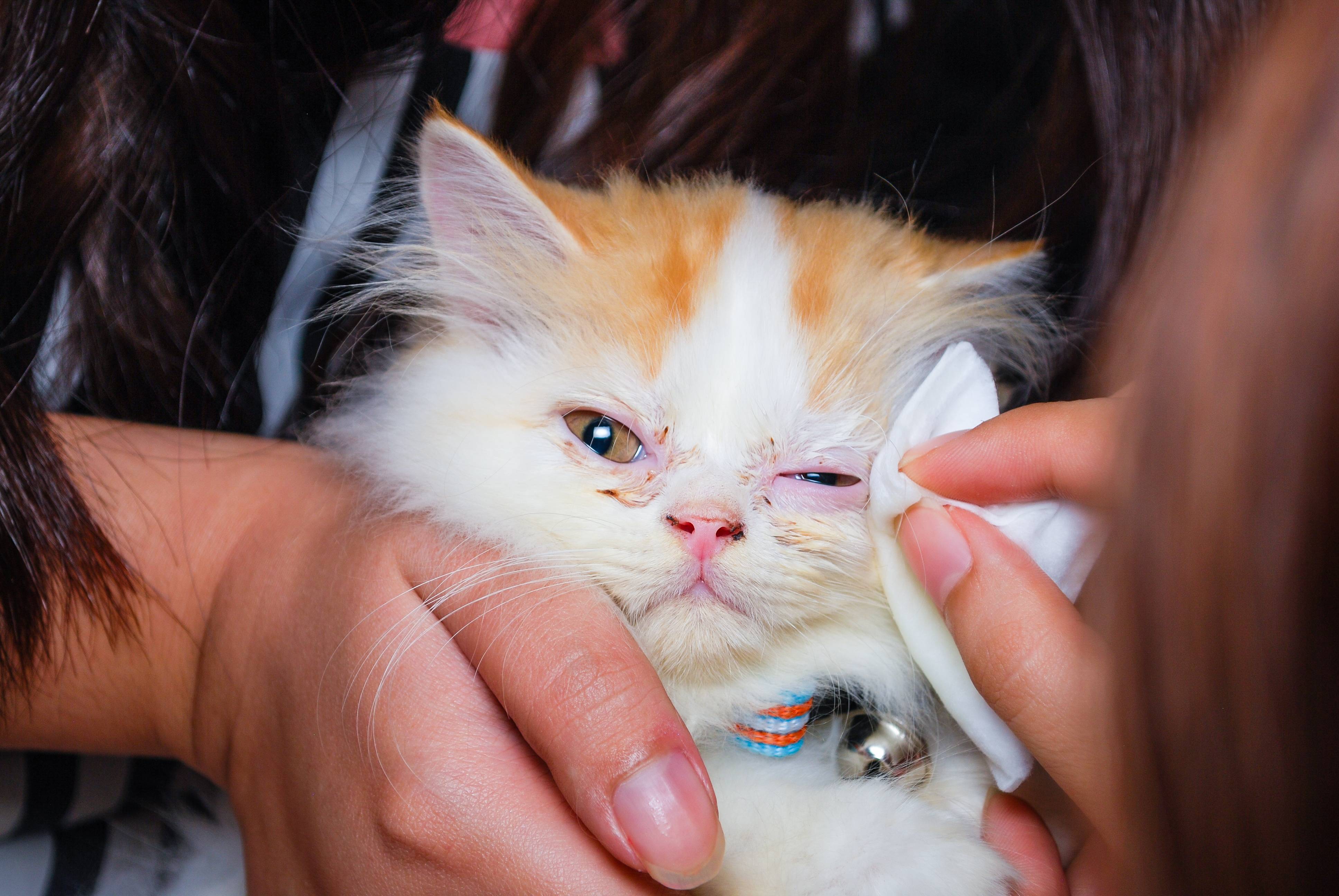 Конъюнктивит у кошек: виды,  симптомы, лечение (основные препараты  и их дозировка) | ваши питомцы