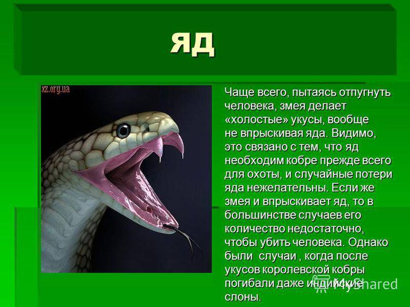 Кобра факты. Рассказ про змею кобру. Змеи презентация. Презентация про змей. Презентация на тему змеи.