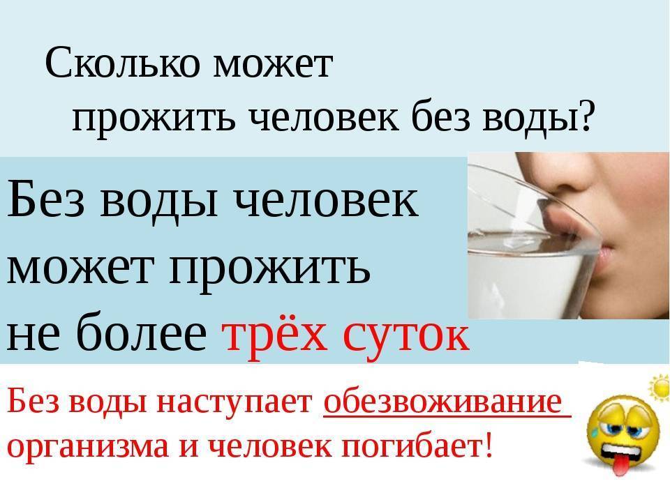 Вода и поилки для морских свинок - какие они должны быть? - люблю хомяков