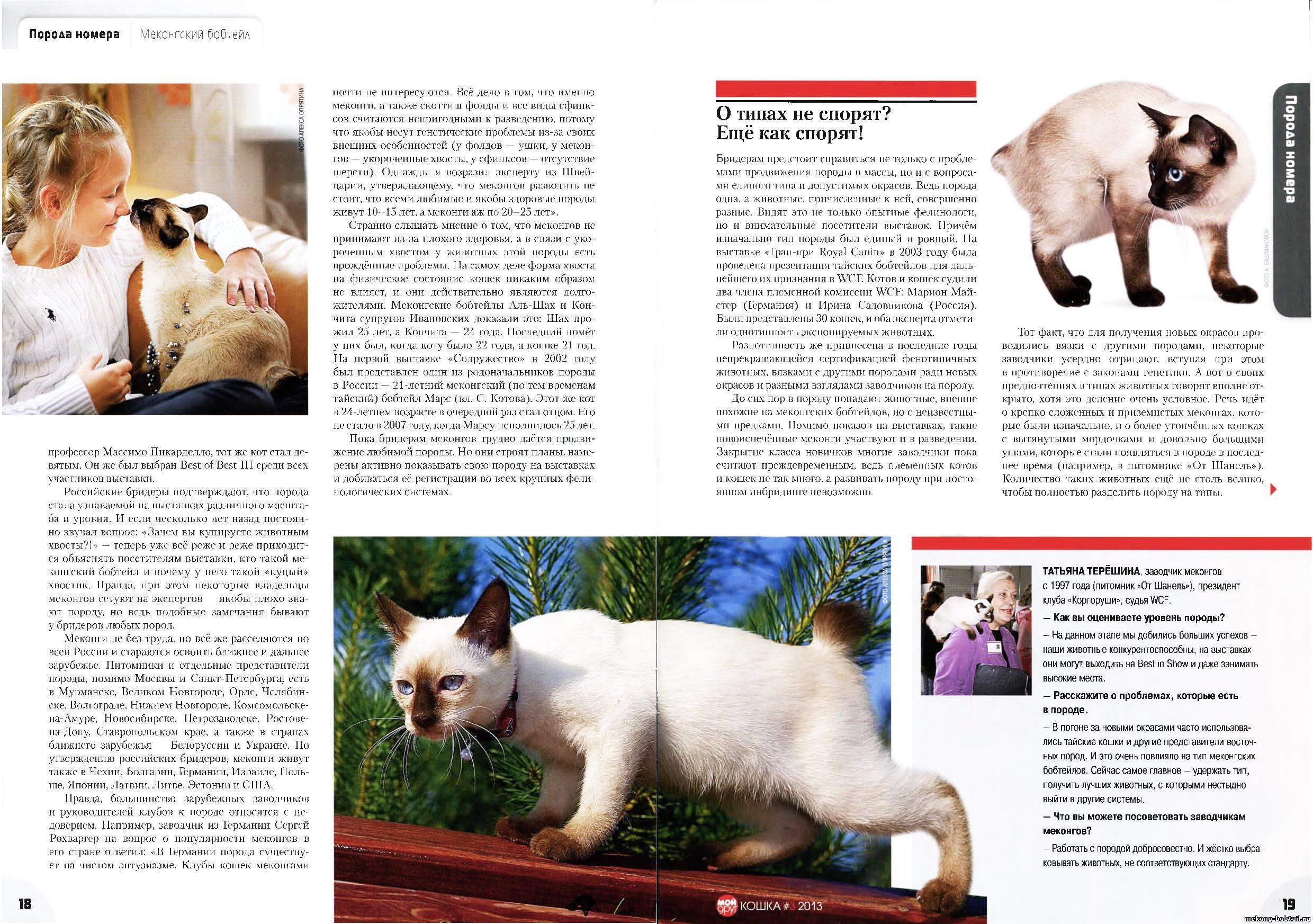 Кошка японский бобтейл: стандарты внешности породы и характер котов
