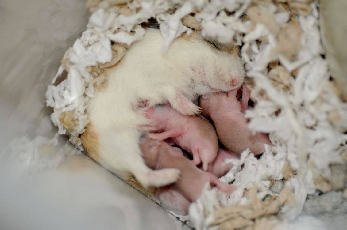 Новорожденные хомячки. Беременный хомяк джунгарик. Джунгарская хомячиха беременна. Сирийский хомяк и джунгарский хомяк.