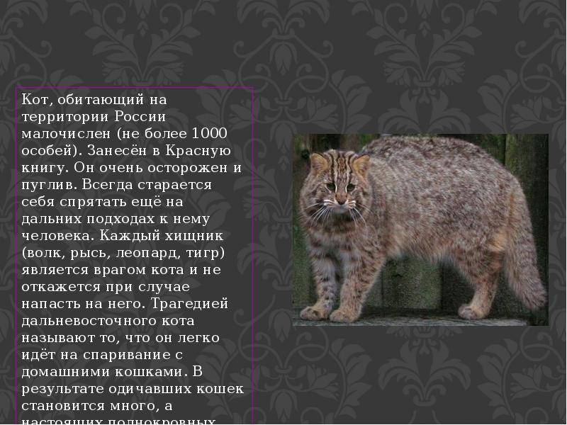 Лесной кот. образ жизни и среда обитания лесного кота | животный мир