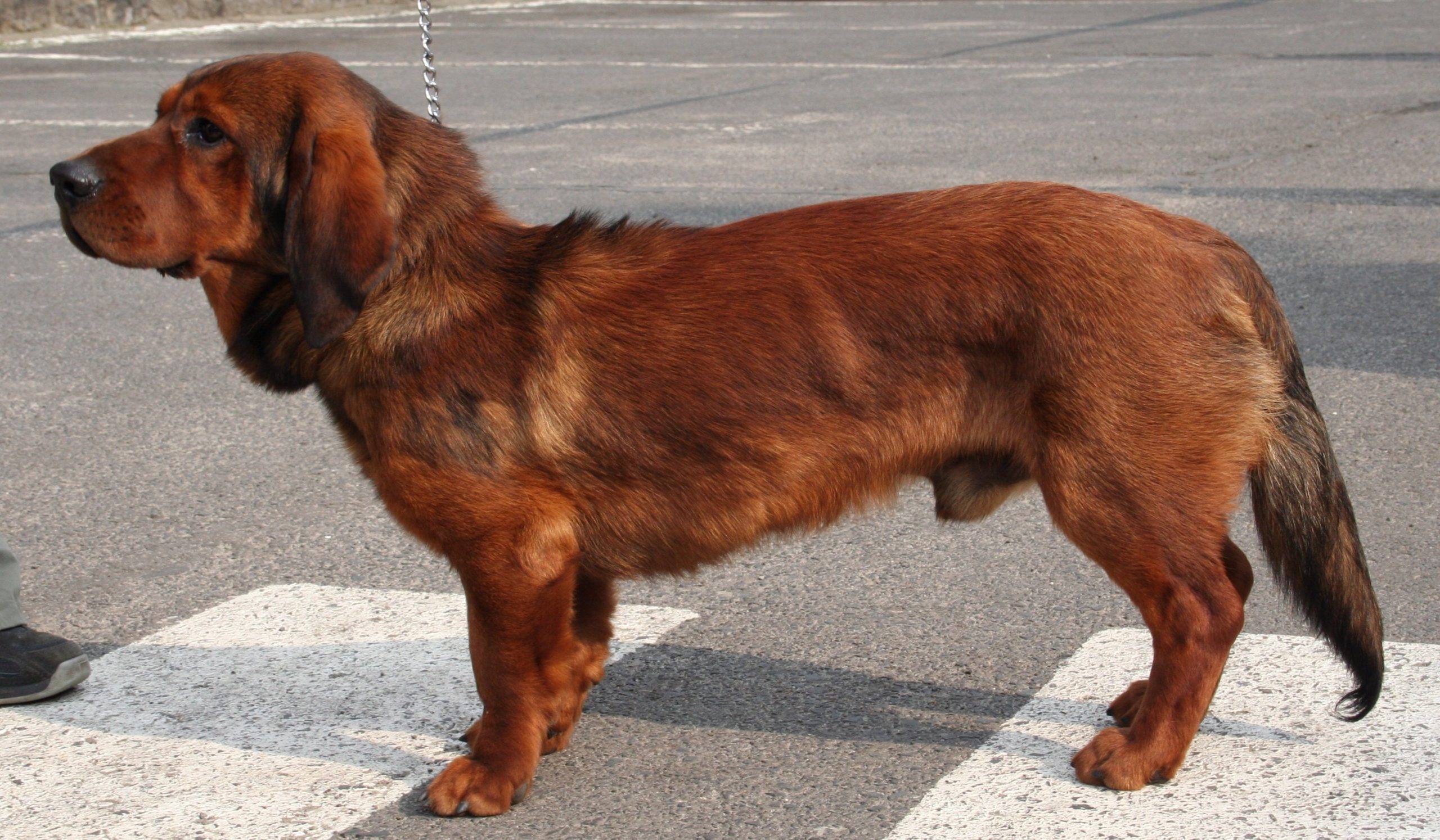 Пиренейская горная собака: фото собаки, цена, описание породы, характер, видео