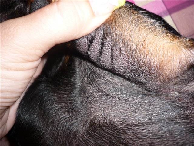 Черный акантоз у собак: симптомы и лечение
