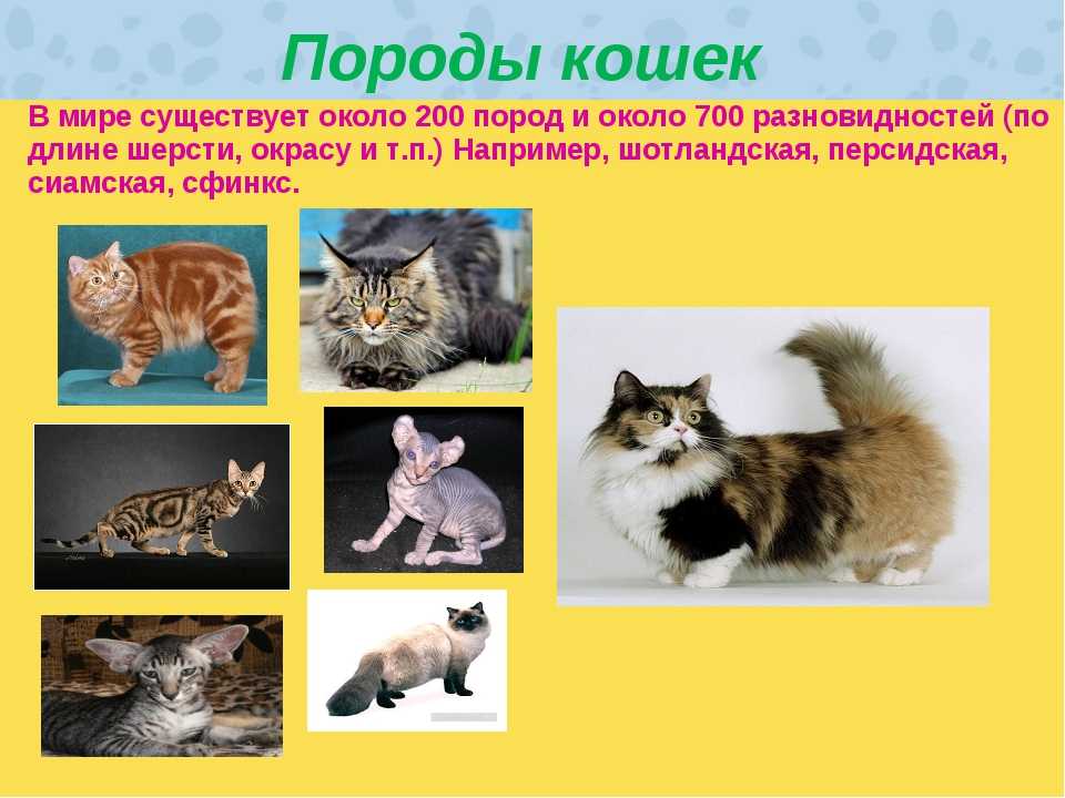 Сколько пород кошек в мире
сколько пород кошек в мире