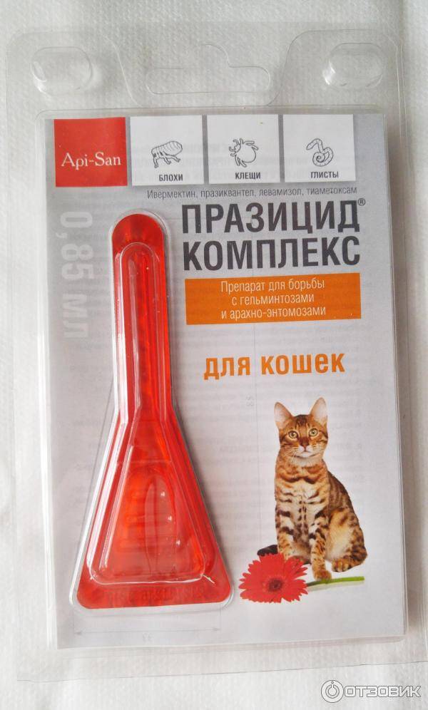 Капли для котят от блох: виды, применение, дозировка