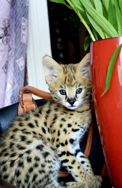 Кошка саванна: стандарт породы с фото, характер животного и особенности ухода