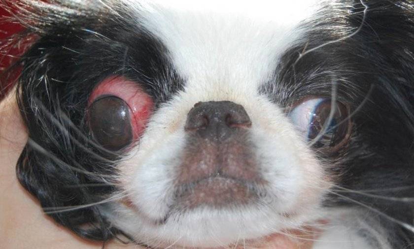 Порода собак у которых выпадают глаза фото