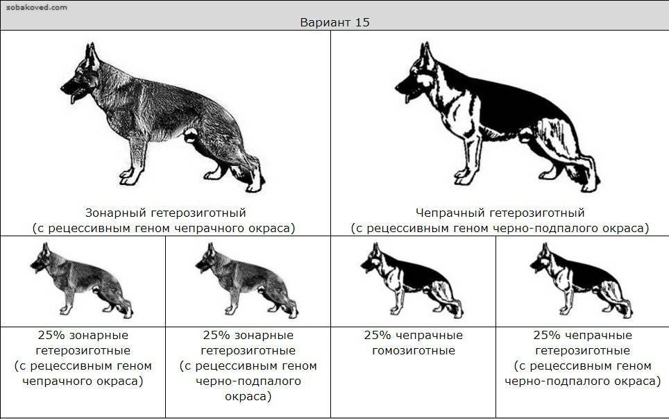 ᐉ описание породы восточноевропейская овчарка - ➡ motildazoo.ru