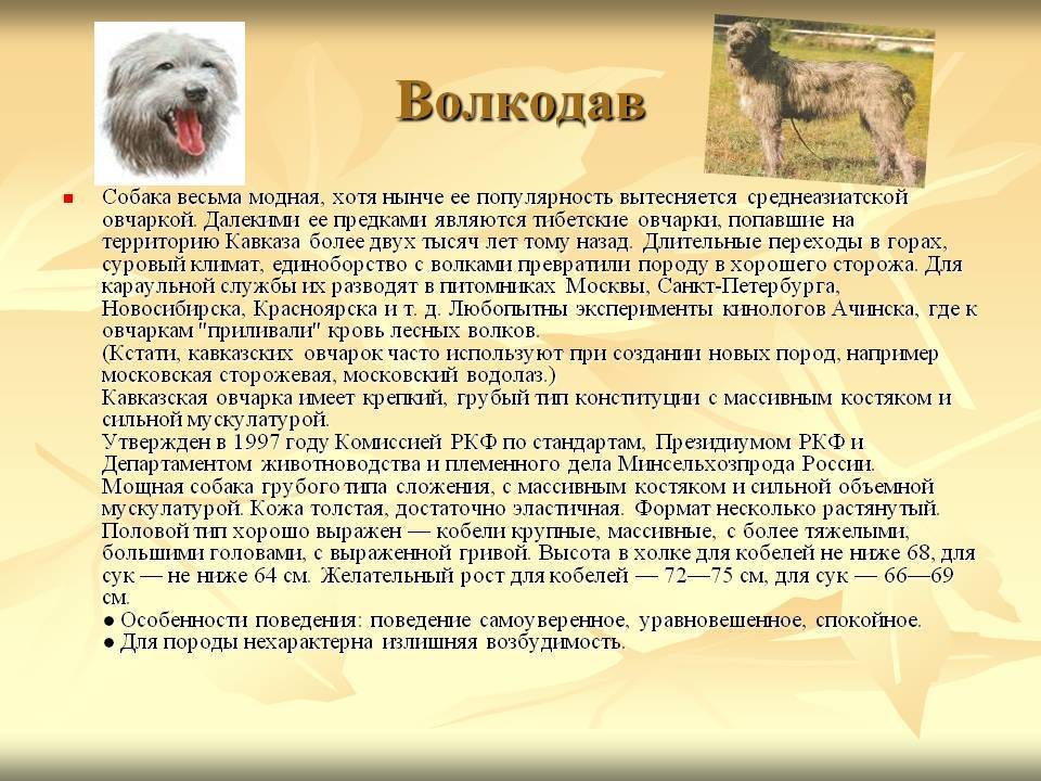Кавказский волкодав: описание, плюсы и минусы, фото, содержание, отношение к детям