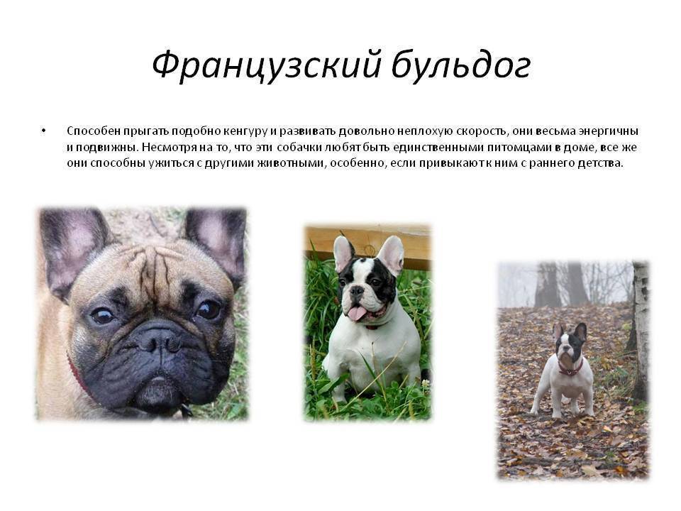 Французский бульдог: характеристика, описание, фото | все о собаках