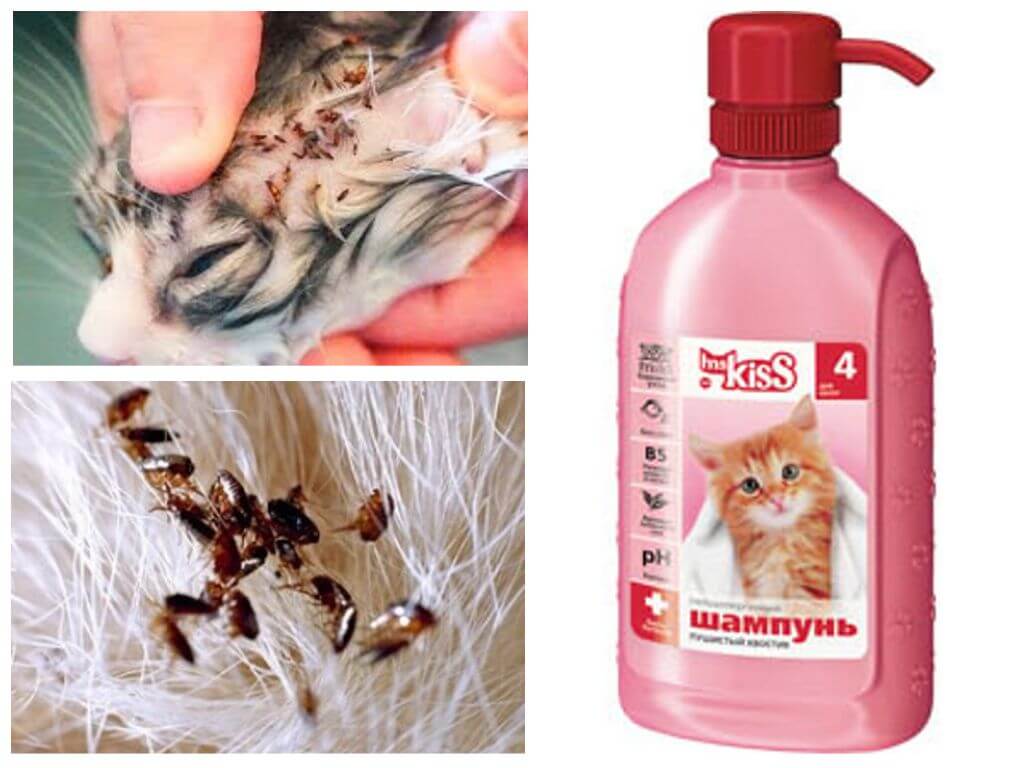 Шампунь для котят от блох: полезные рекомендации по удалению паразитов