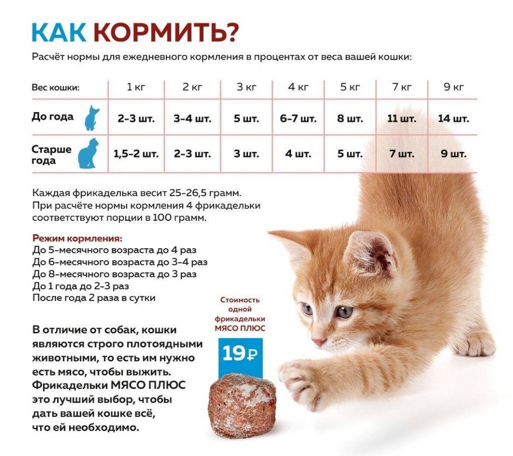 Как кормить кормящую кошку? чем кормить кормящую британскую кошку? корм для кошек :: syl.ru