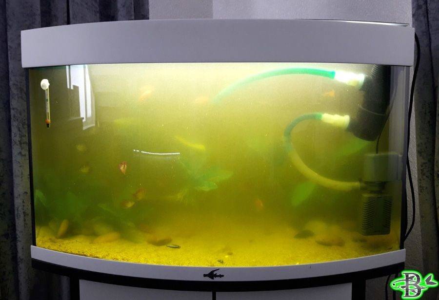 Почему мутнеет вода в аквариуме и как с этим бороться