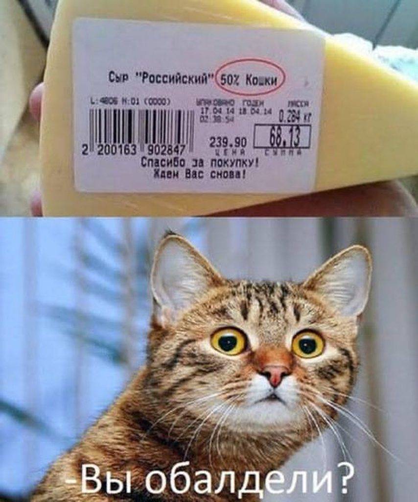 Можно давать котам сыр. Сыр российский кошки. Сыр 50% кошки. Сыр российский 50 процентов кошки. Российский сыр Мем.