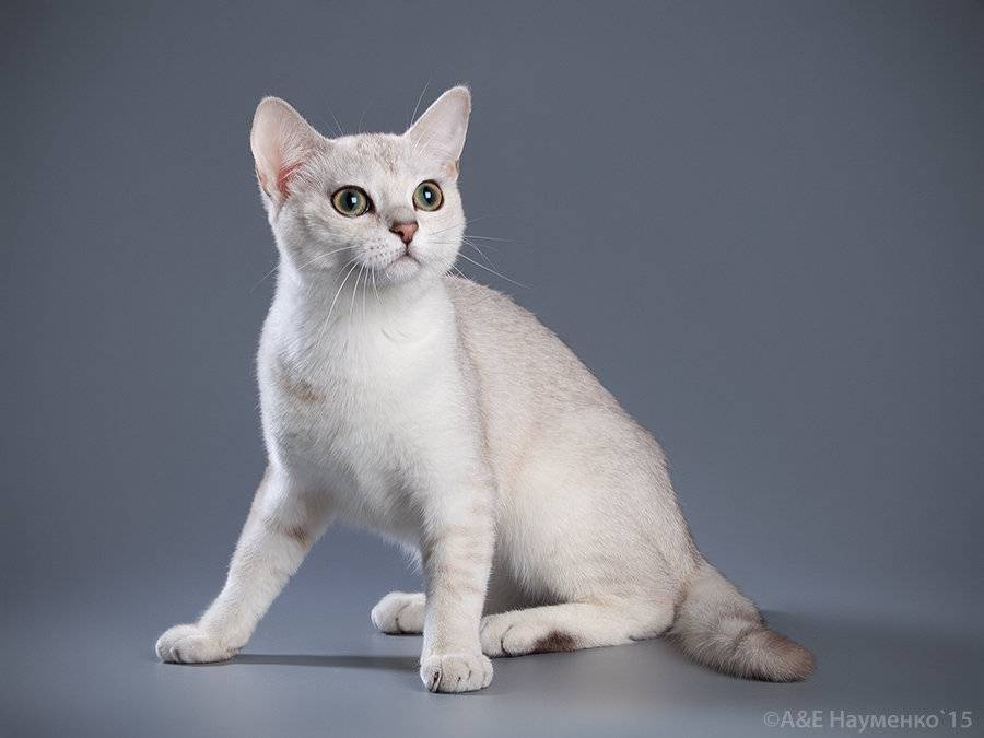 Бурмилла - порода кошек - информация и особенностях | хиллс