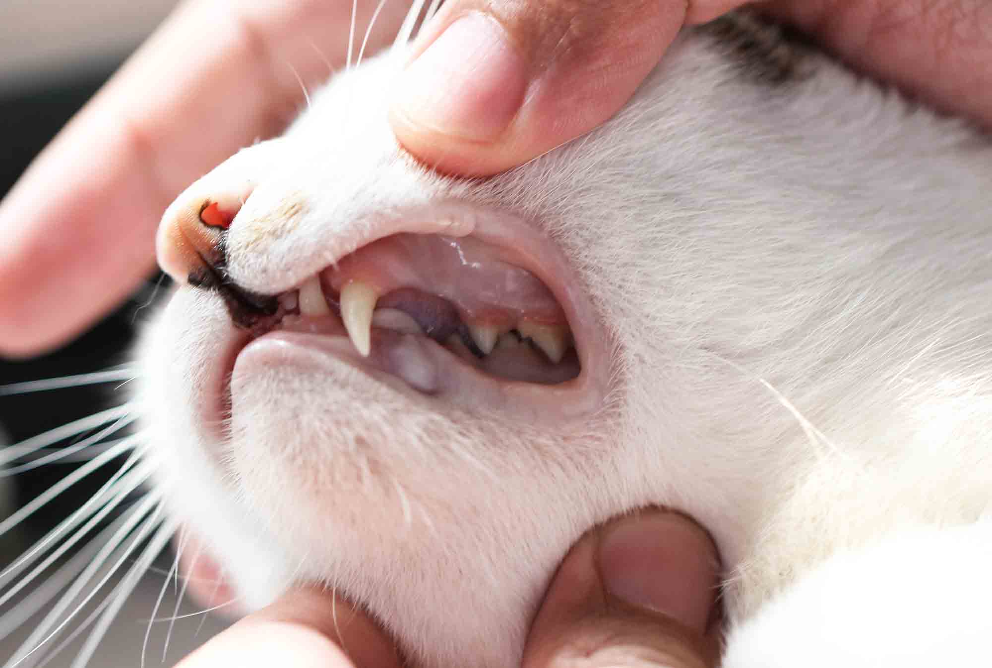 Что делать, если у кота во рту черные пятна?