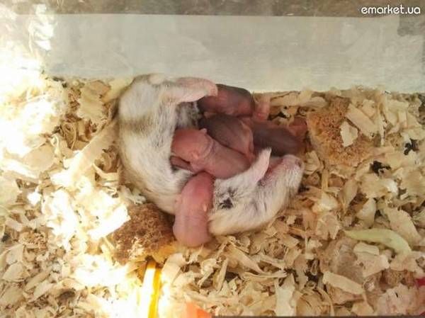 Хомяки после родов. Хомяки джунгарик рожает. Новорожденные джунгарские хомячки.
