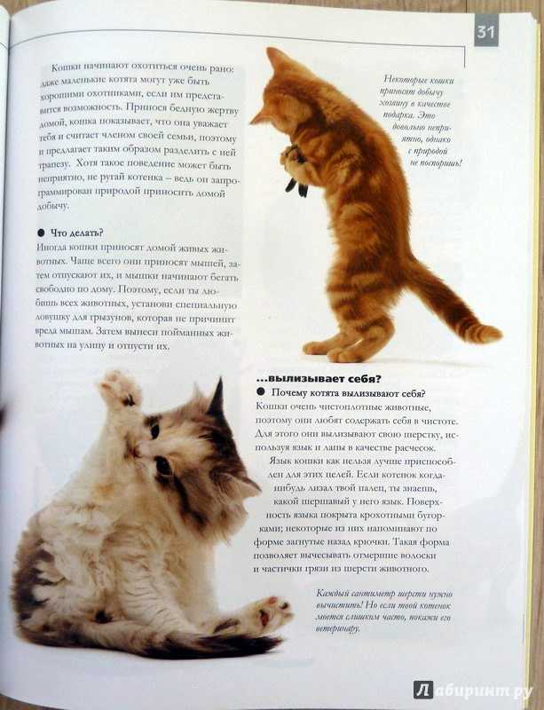 Как сделать кошку ласковой: секреты правильного воспитания