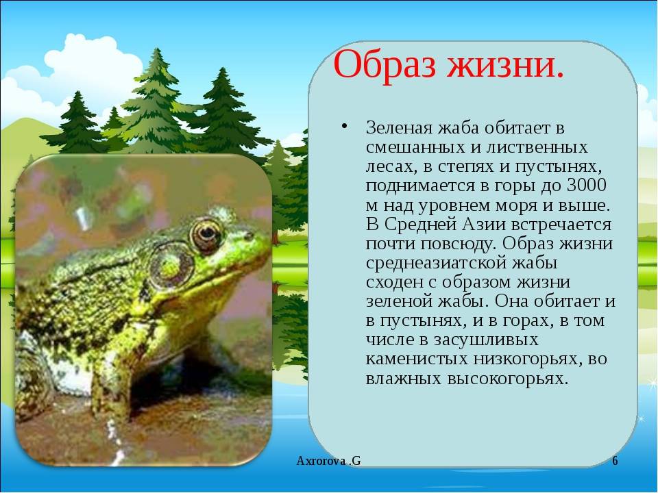 Лягушка озёрная — ртищевская энциклопедия