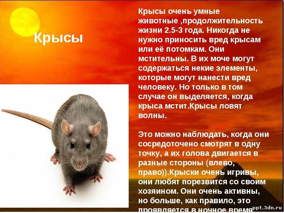 Все о черных крысах: фото, внешний вид, образ жизни