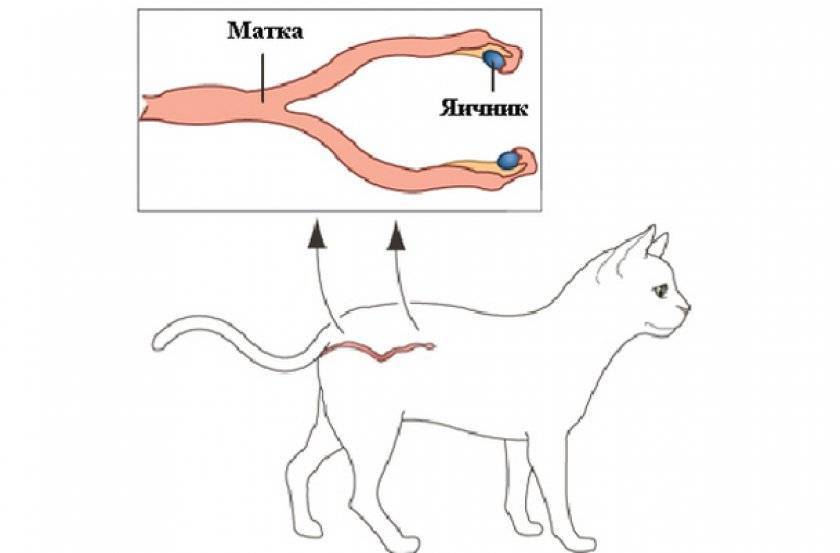 Пиометра у кошек: симптомы, лечение и операция по удалению