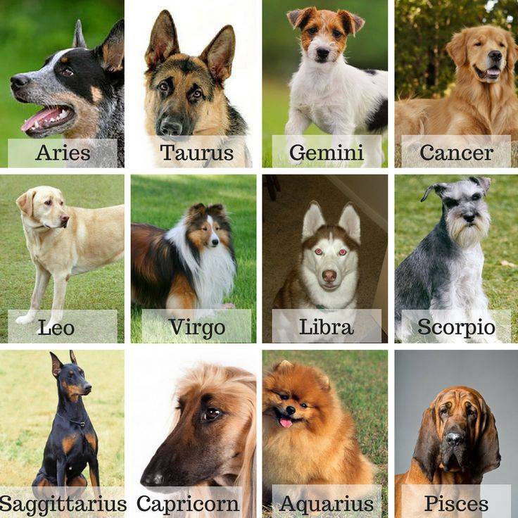 Какая порода собак подходит по знаку зодиака - dogsta.ru