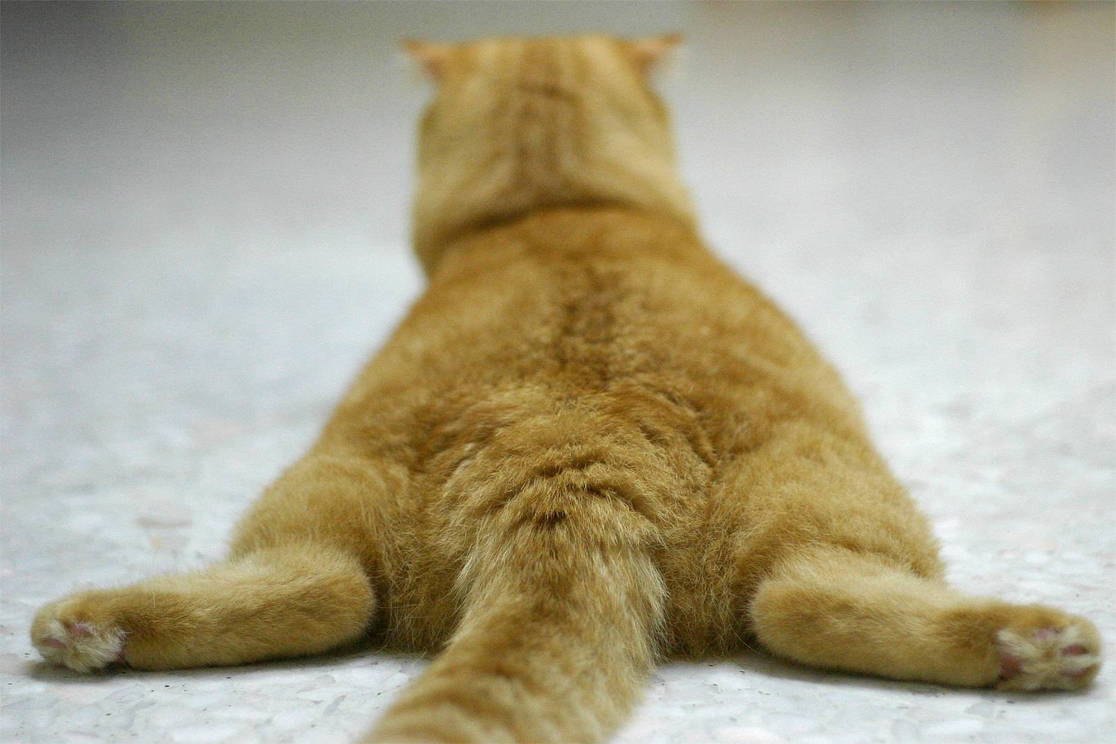 Почему коты постоянно спят. Шотландская вислоухая кошка лапы. Лежачий кот. Кот лежит на животе. Рыжий кот лежит на спине.