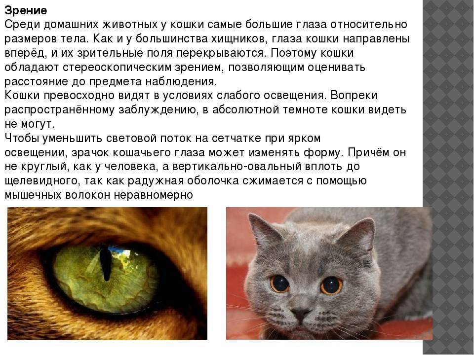 Как видят кошки: секреты и особенности восприятия животными окружающего мира