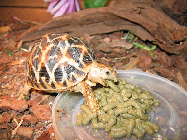 Правила содержания и ухода за сухопутной черепахой