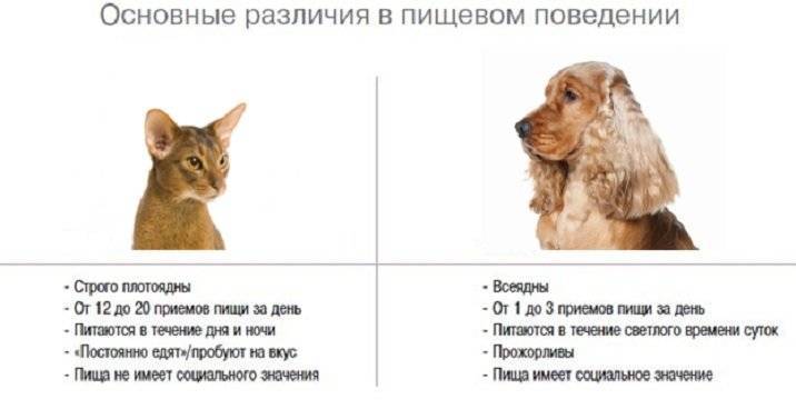 Чем отличается кошка от собаки: пищеварение, предки, болезни | hill's