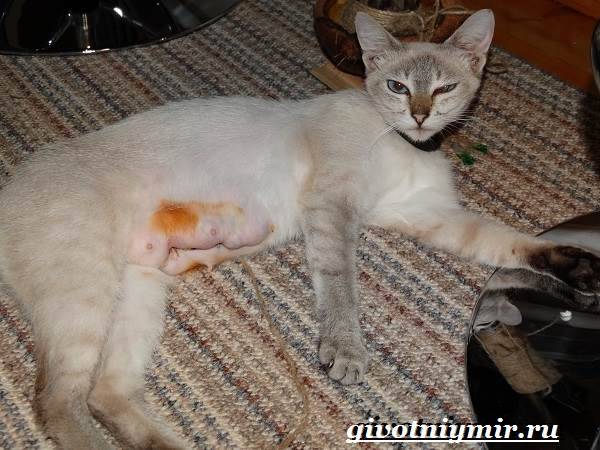 Швы у кошки после стерилизации. правила обработки для своевременного заживления