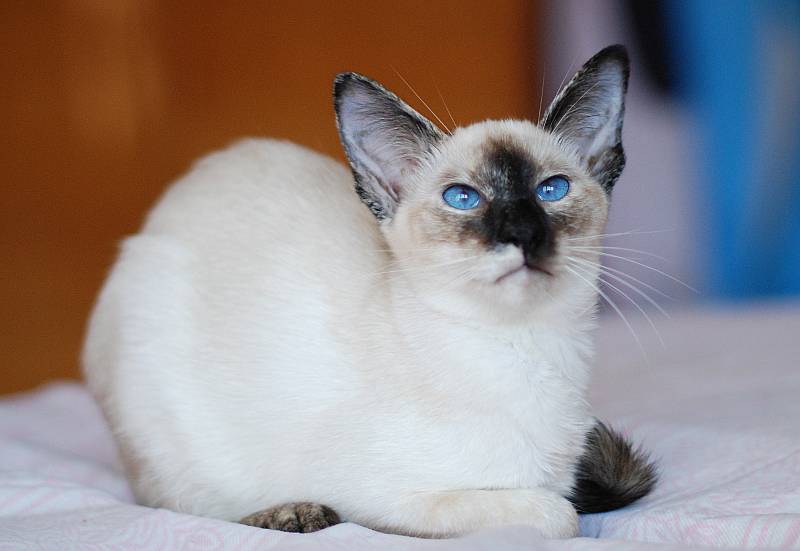 Сколько стоит балинезийская кошка или балинезийский кот, где цена дешевле в москве или за рубежом, как выбрать и купить котёнка балинезийской породы