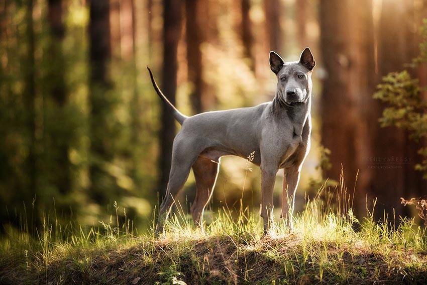 Редкие собаки. описание и особенности редких пород собак | животный мир
