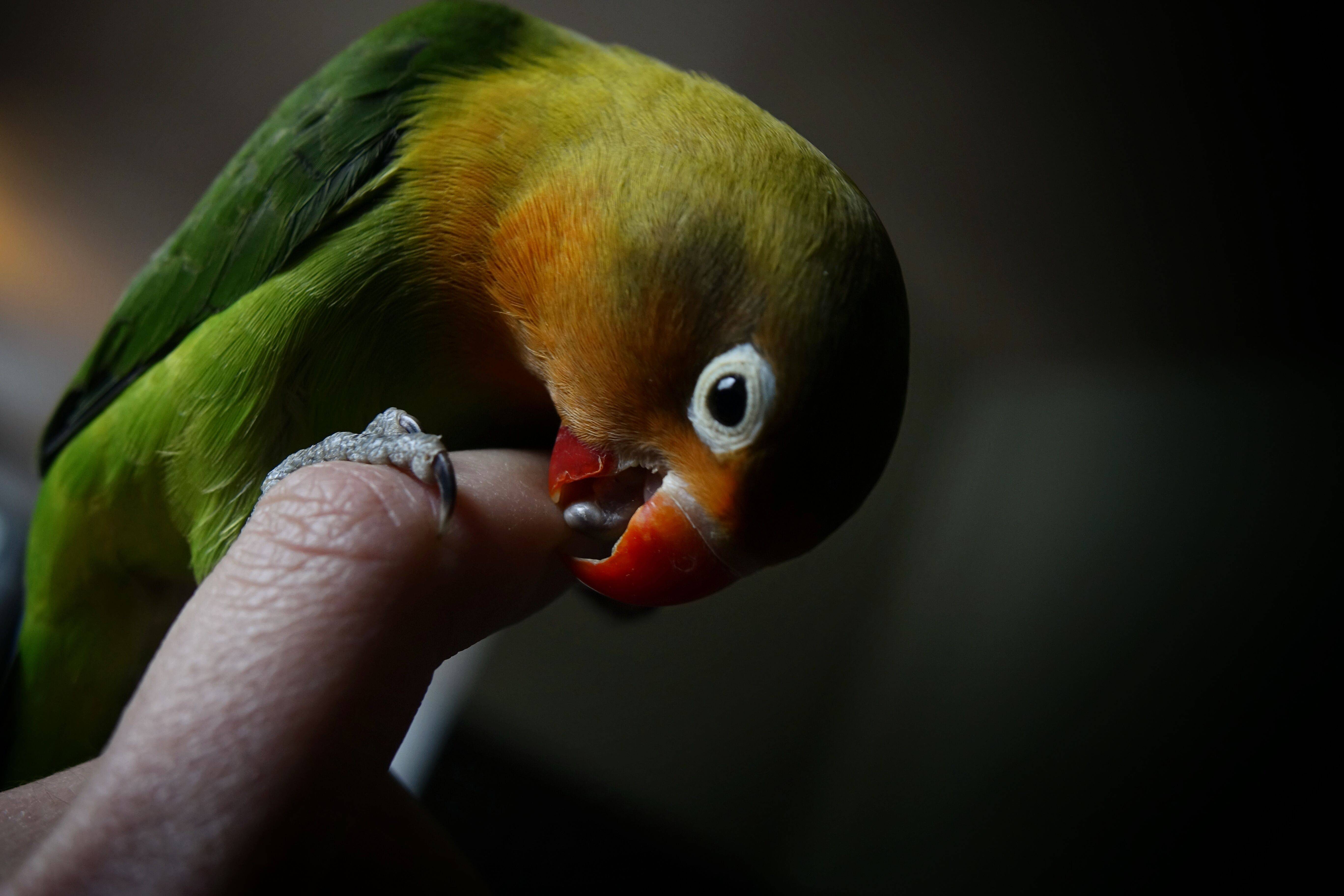 Почему попугай кусается и как отучить попугая кусаться