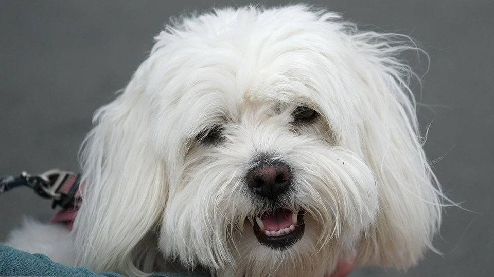 Порода собак котон-де-тулеар и ее характеристики с фото